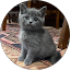 exploding drangon Avatar